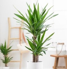 Yucca Elephantipes - Yucca