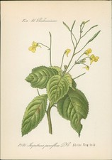 Chromolithographie : Kleine