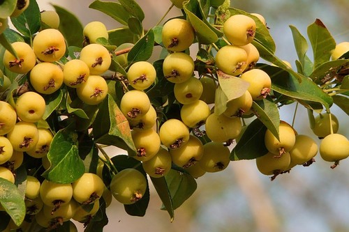 Holzapfel gelb apfelbaum - gelb,
