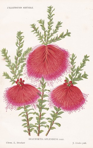 Callistemon citrinus australia - citrinus,