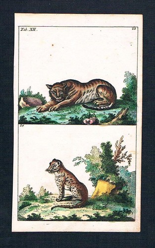 1800 leopard ozelot - -,