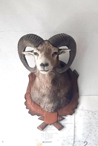Mufflon trophäe - mufflon,