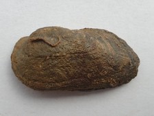 Cosmetodon elongata - Bajocium