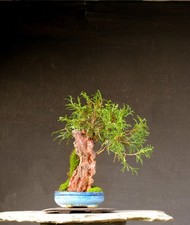 Bonsai outdoor winterhart