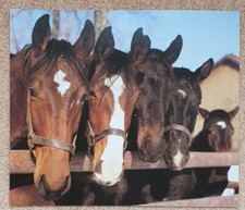 1 Pferdebild, Poster, Pferdefoto, Pferde 