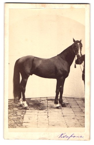 Fotografie rennpferd visafour - fotografie,