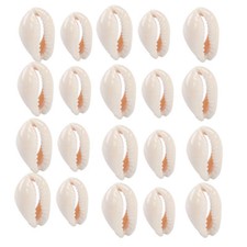 60X Natur Kauri Muscheln