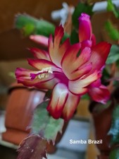 Schlumbergera Hybride " Samba Brazil "