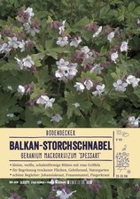 Geranium macrorrhizum 'Spessart', Storchschnabel 9x9cm Topf