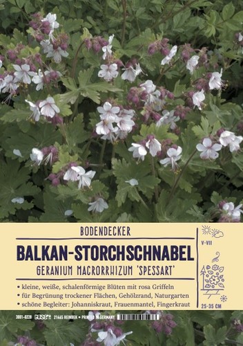 Geranium macrorrhizum
