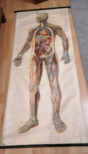 Rollkarte Schule Bild Tafel Anatomie Biologie Herz und Blutgefäße von 1969
