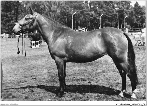 AIDP3-CHEVAUX-0197
