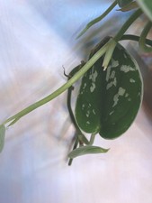 Scindapsus Pictus Stecklinge