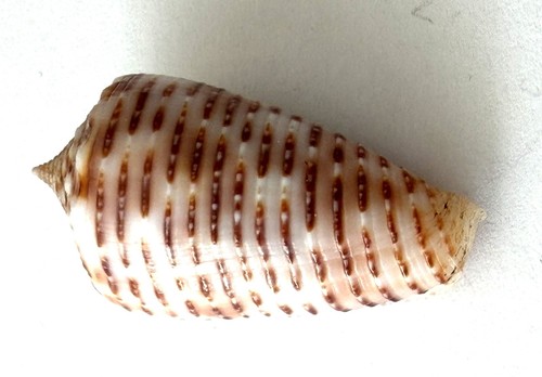 Conidae proximus muschel - conidae,