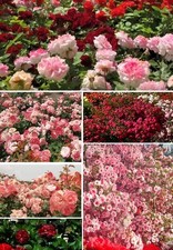 Jetzt pflanzen ! Rosen