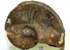 Ammonit, Nautilus