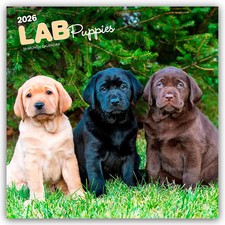 Labrador Retriever Puppies - Labrador Retriever Welpen 2026 - 16-Monatskalender