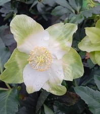 10 Stück Christrose Helleborus Niger weiß 1 L Topf