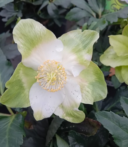 Christrose helleborus niger - helleborus,