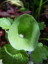 Samen muschelblume - 50,