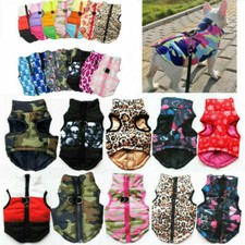 Chihuahua Klein Haustier Hund