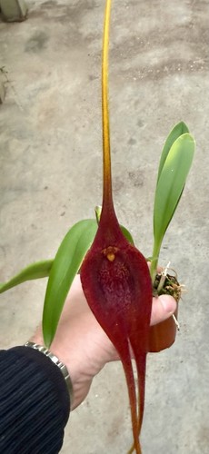 Masdevallia species big red - masdevallia,