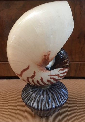 Nautilusmuschel tischleuchte - nautilusmuschel,