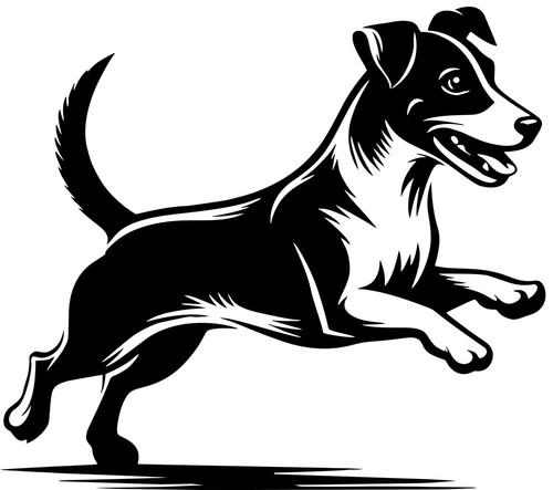 Jack russell terrier - ,