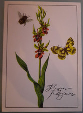 AK Fliegen-Ragwurz mit