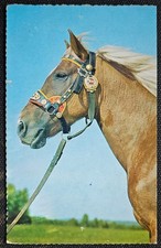 Pferdepostkarte, AK Pferde, Pferdepostkarten Korsch Haflinger 