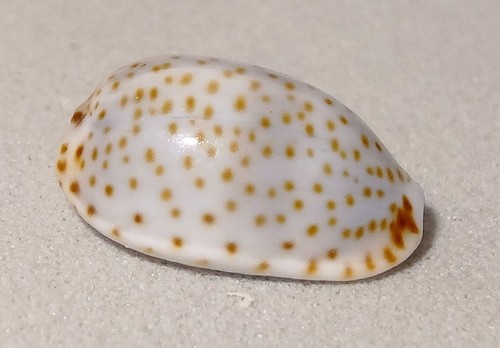 Meeresschnecke cypraea - meeresschnecke,