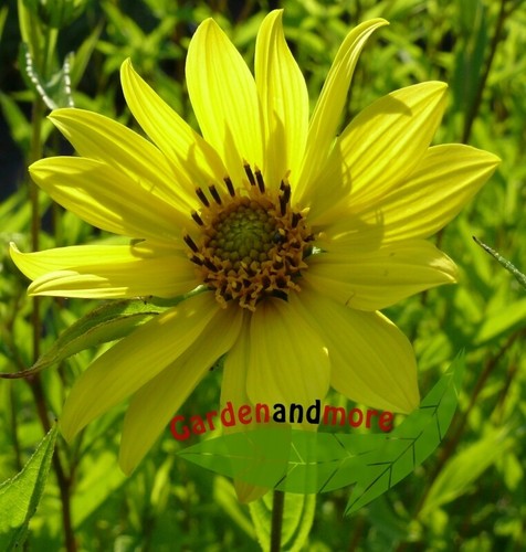 Mehrjährige sonnenblume - mehrjährige,