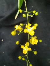 Miniorchidee Oncidium