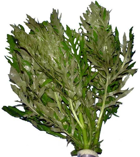 Bund hygrophila difformis - 1,