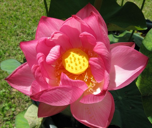 Samen echte lotus pflanze - samen, lotus-pflanze