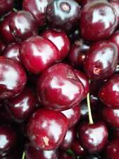 Hedelfinger Riesenkirsche –