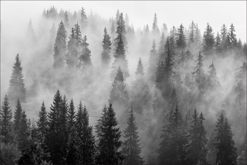 Verschiedene wald motive vlies - verschiedene,