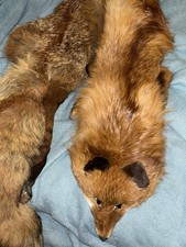Kanadischer rotfuchs mit - rotfuchs,