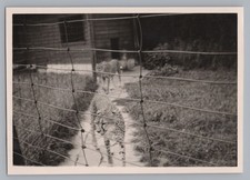 Basel Switzerland 1955 - Zoo