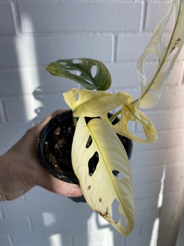Monstera adansonii variegata - adansonii,
