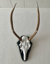 Hirschgeweih Abwurfstangen auf