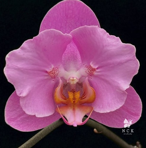 Orchidee phalaenopsis hybr - phalaenopsis,