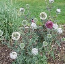 Kugeldistel Arctic Glow -