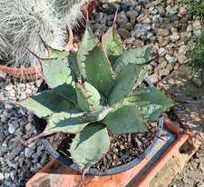 A5 Agave parryi Hybride big