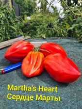 Martha's Heart Сердце Марты Tomatensamen Семена Томатов,Ochsenherz Oxheart tomat