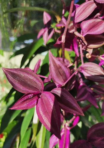 Tradescantia red juwel - 3,