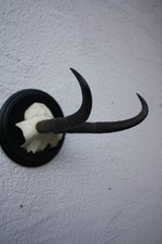 Gamsgeweih Gamskrucke Gamsbock