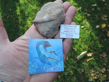 großer Zahn vom Plesiosaurus