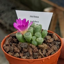 Frithia pulchra, Babyzehen , Lithops Pflanzen, lebende Steine, Sukkulenten