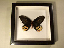 Schmetterling,  Papilio horishanus, tropischer Schwalbenschwanz, Formosa Falter